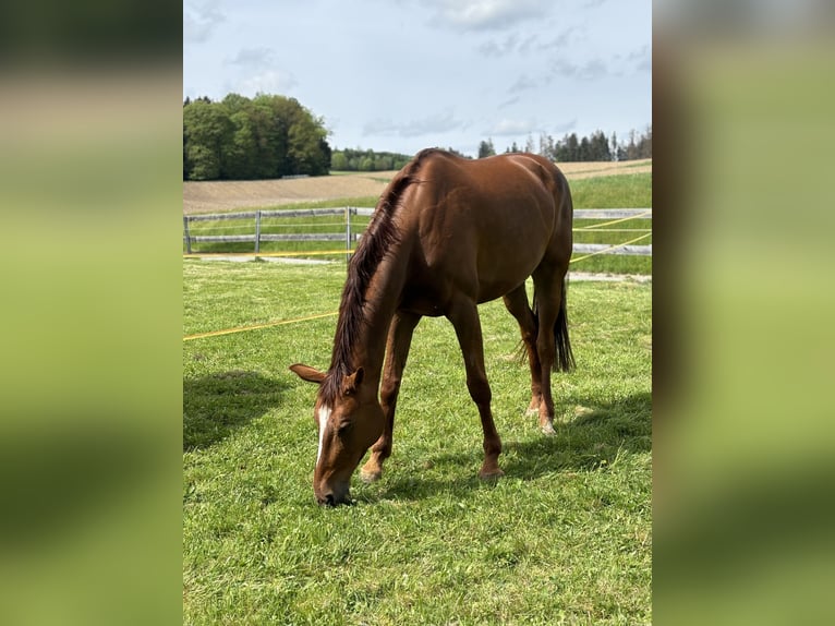 Zangersheide Giumenta 8 Anni 168 cm Sauro scuro in Bad Wurzach