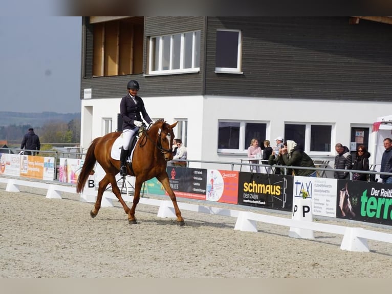 Zangersheide Giumenta 8 Anni 168 cm Sauro scuro in Bad Wurzach