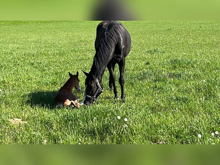 Zangersheide Giumenta 8 Anni 169 cm Morello in Unterneukirchen