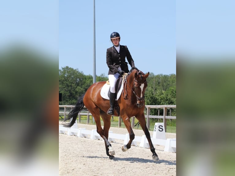 Zangersheide Giumenta 8 Anni 170 cm Baio in Rambouillet