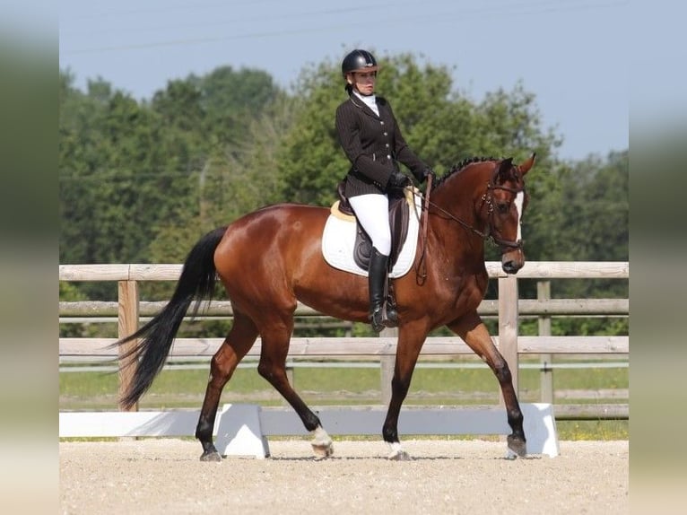 Zangersheide Giumenta 8 Anni 170 cm Baio in Rambouillet