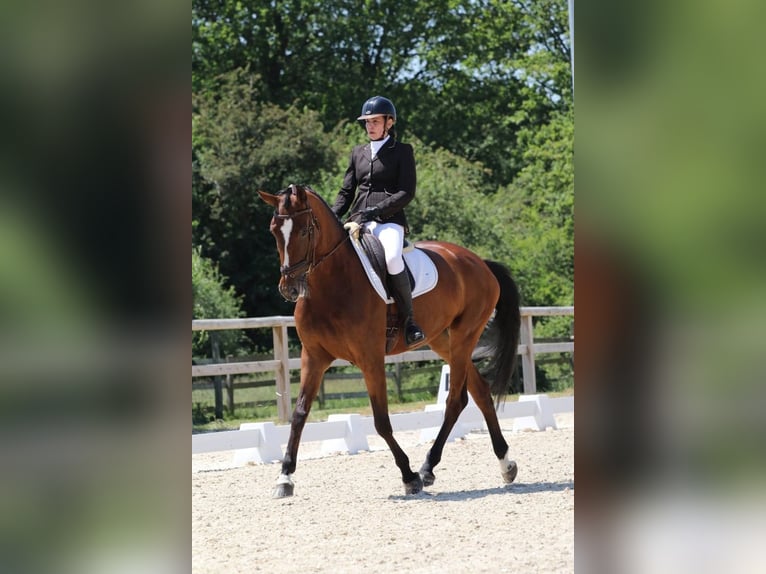 Zangersheide Giumenta 8 Anni 170 cm Baio in Rambouillet