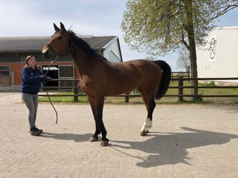 Zangersheide Giumenta 8 Anni 170 cm Baio in GROTE-BROGEL