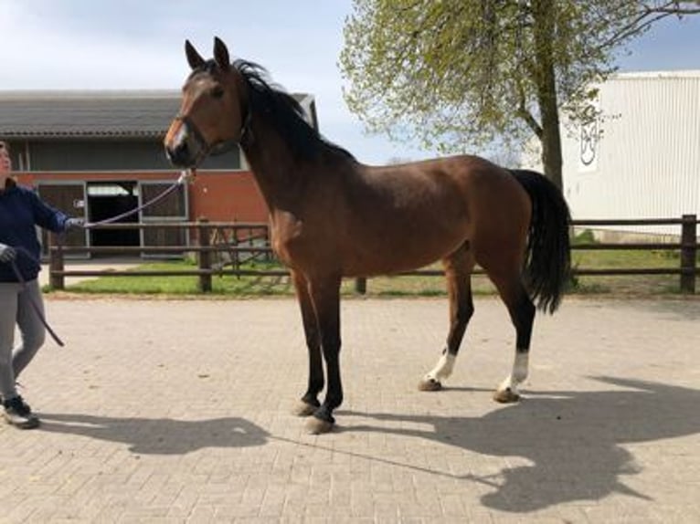 Zangersheide Giumenta 8 Anni 170 cm Baio in GROTE-BROGEL