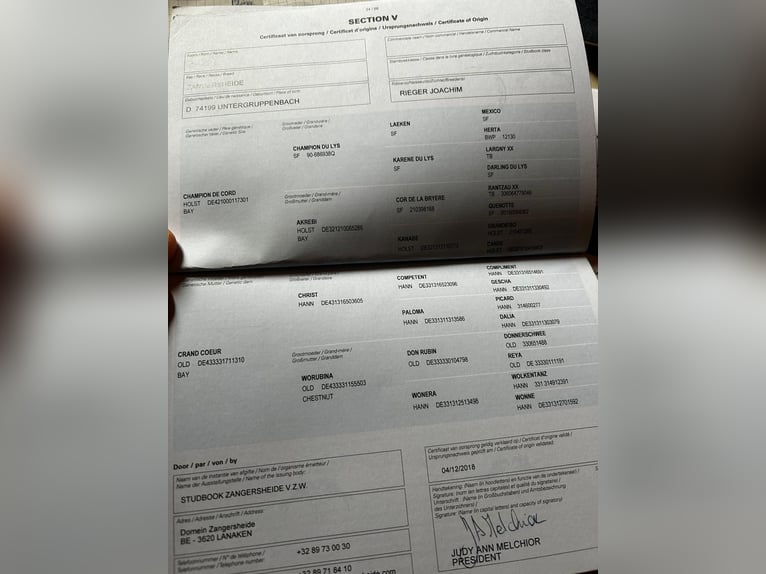 Zangersheide Giumenta 8 Anni 170 cm Sauro in Heilbronn