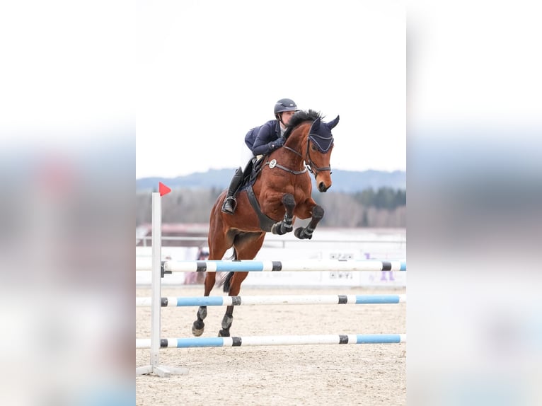 Zangersheide Giumenta 8 Anni 173 cm Baio in Oberrieden