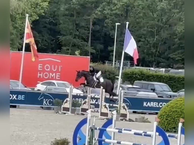 Zangersheide Giumenta 8 Anni 173 cm Morello in Nettetal