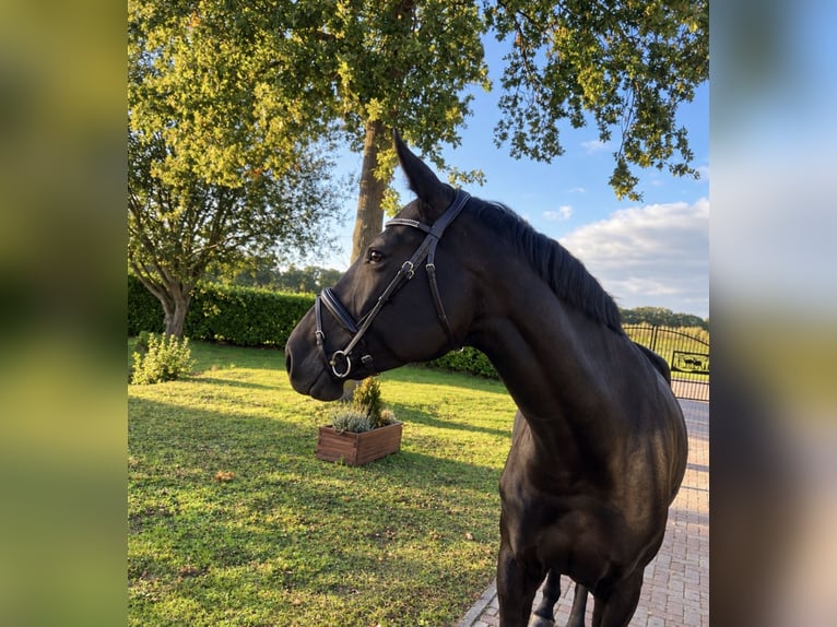 Zangersheide Giumenta 8 Anni 173 cm Morello in Nettetal