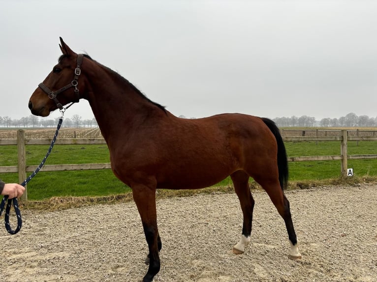 Zangersheide Giumenta 8 Anni 174 cm Baio in Kleve