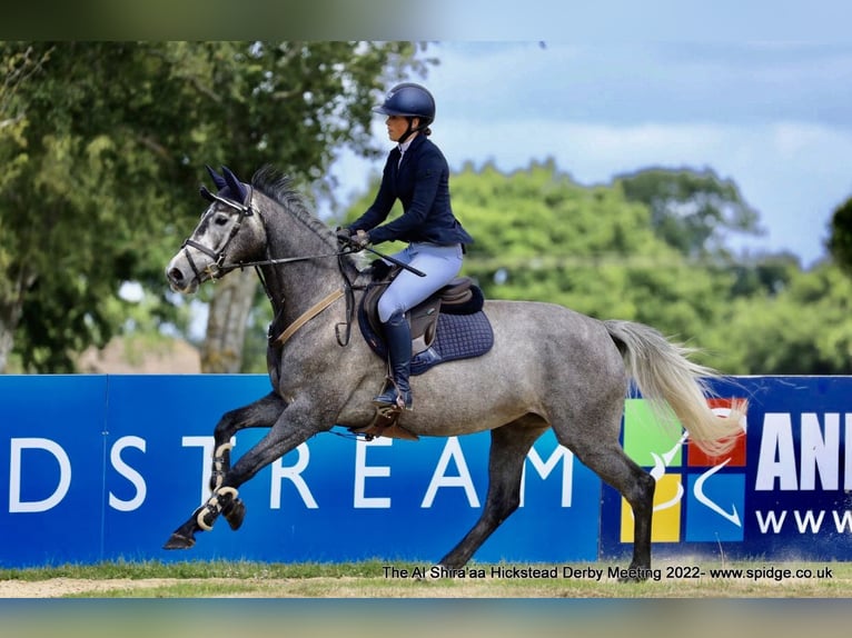 Zangersheide Giumenta 8 Anni Grigio in Kent