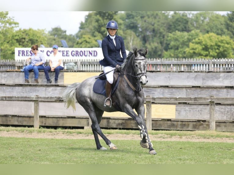 Zangersheide Giumenta 8 Anni Grigio in Kent