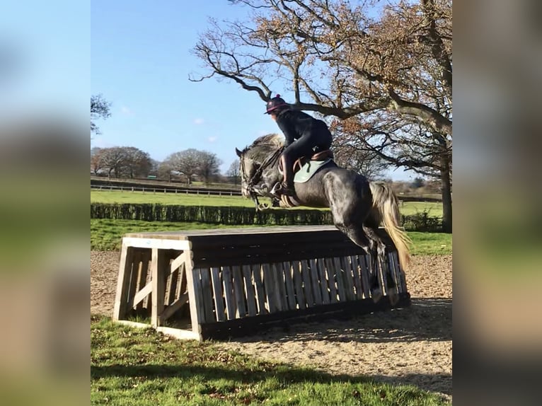 Zangersheide Giumenta 8 Anni Grigio in Kent