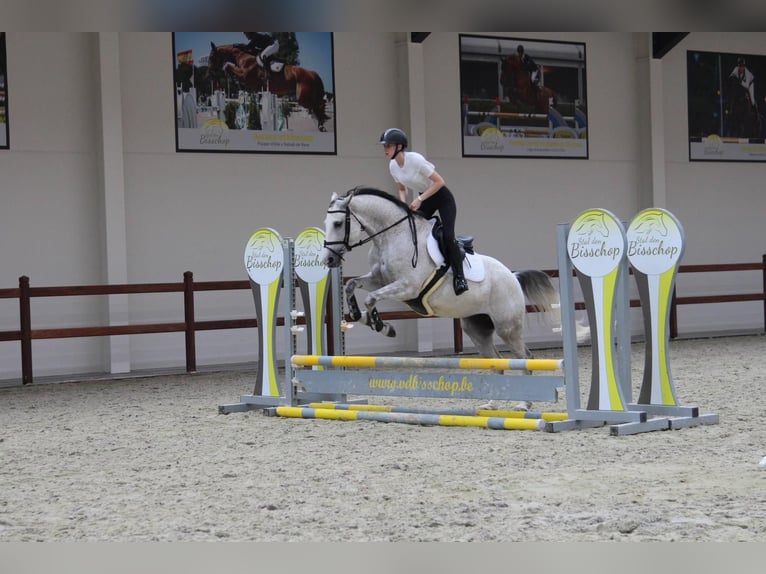 Zangersheide Giumenta 8 Anni Grigio in Ichtegem