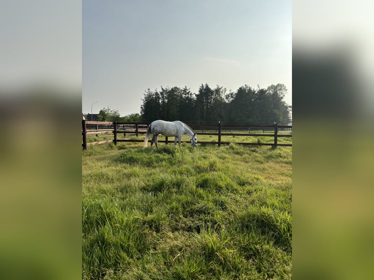 Zangersheide Giumenta 8 Anni Grigio in Ichtegem