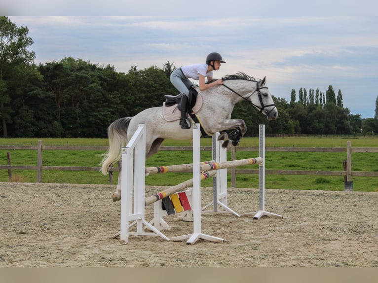 Zangersheide Giumenta 8 Anni Grigio in Ichtegem