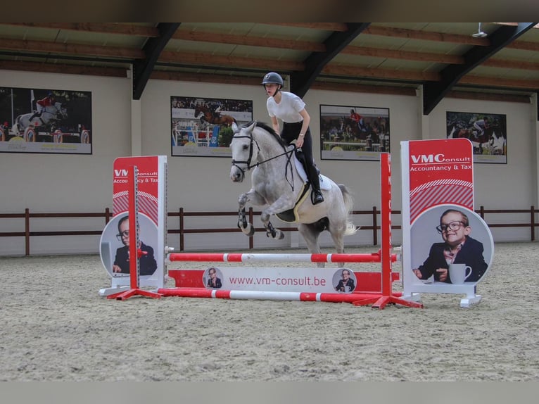 Zangersheide Giumenta 8 Anni Grigio in Ichtegem