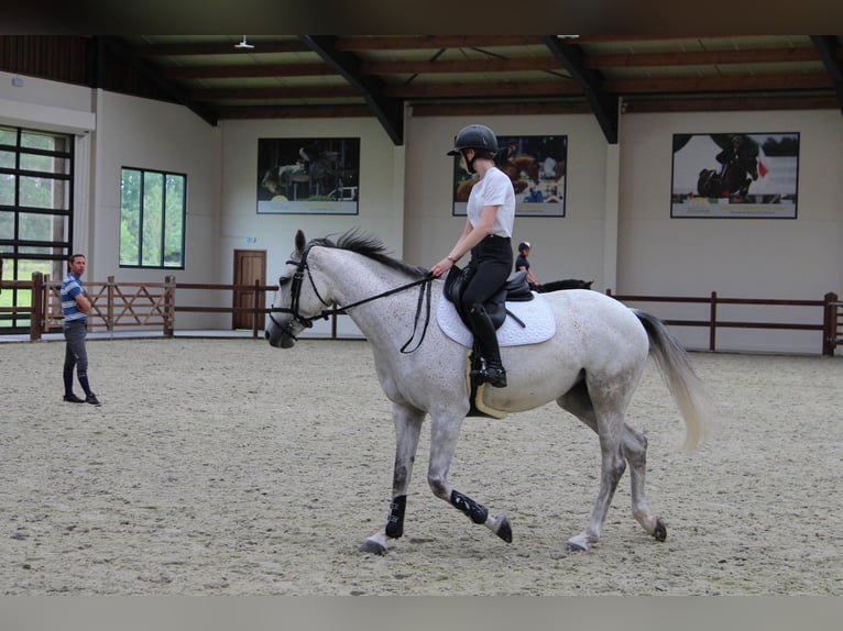 Zangersheide Giumenta 8 Anni Grigio in Ichtegem