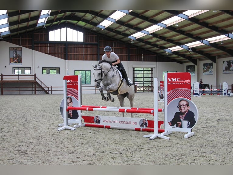 Zangersheide Giumenta 8 Anni Grigio in Ichtegem