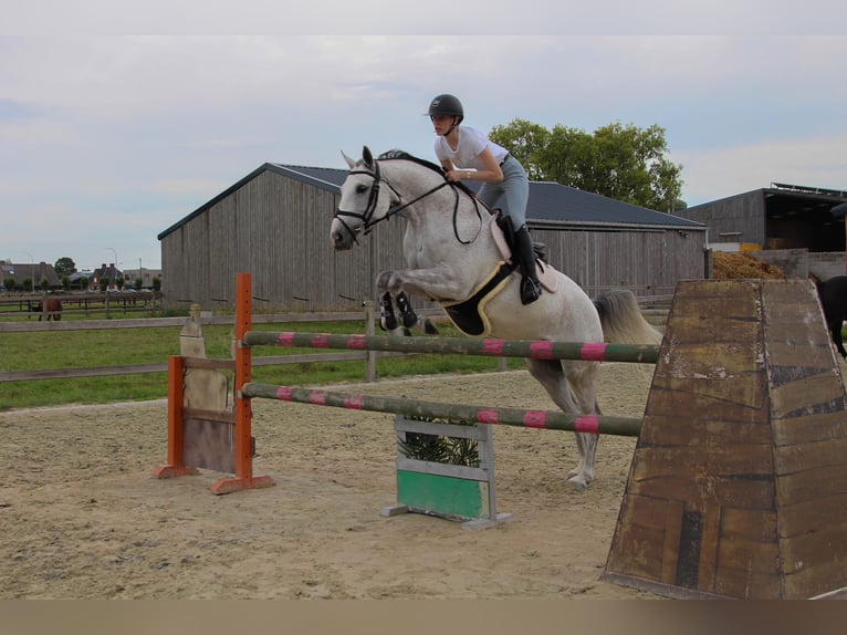 Zangersheide Giumenta 8 Anni Grigio in Ichtegem