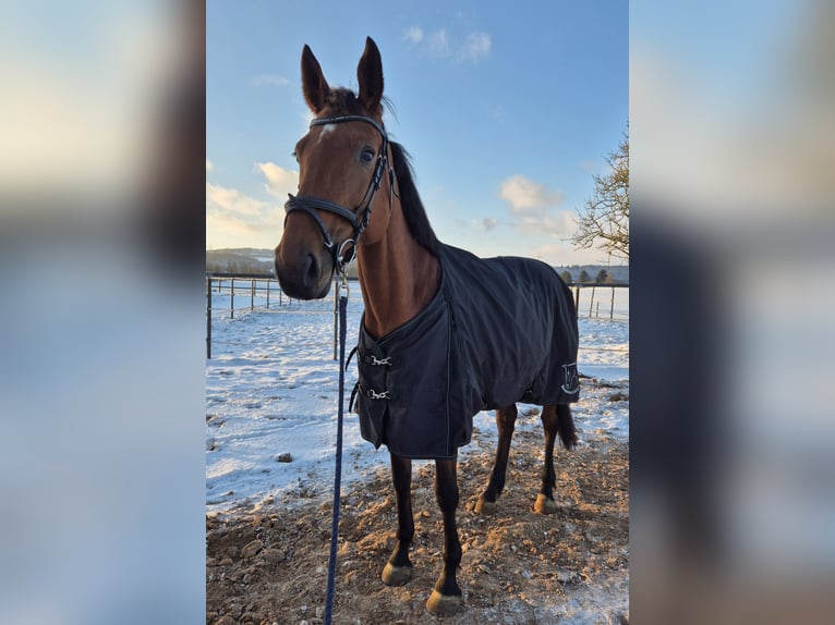 Zangersheide Giumenta 9 Anni 162 cm Baio in Saarlouis