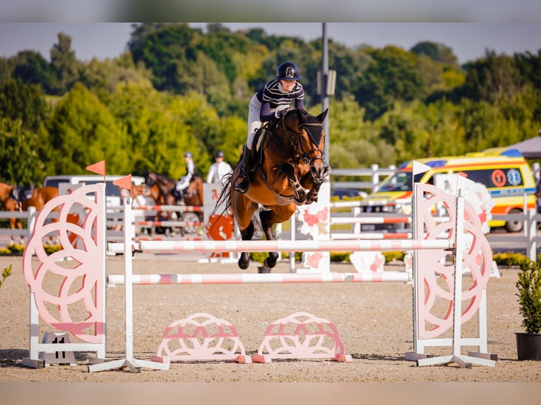 Zangersheide Giumenta 9 Anni 165 cm Baio ciliegia in Swoszowice