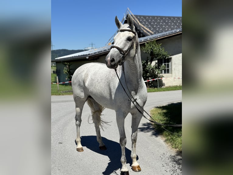 Zangersheide Giumenta 9 Anni 166 cm Grigio in Schlins