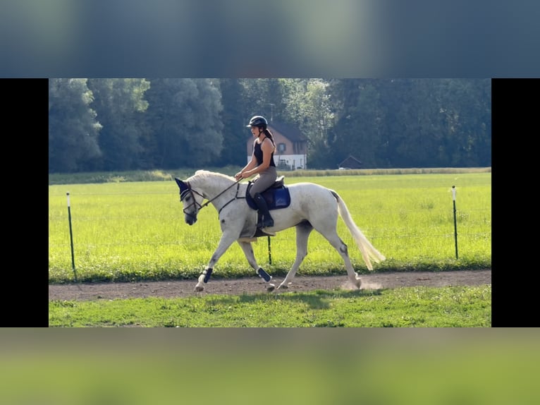 Zangersheide Giumenta 9 Anni 166 cm Grigio in Schlins