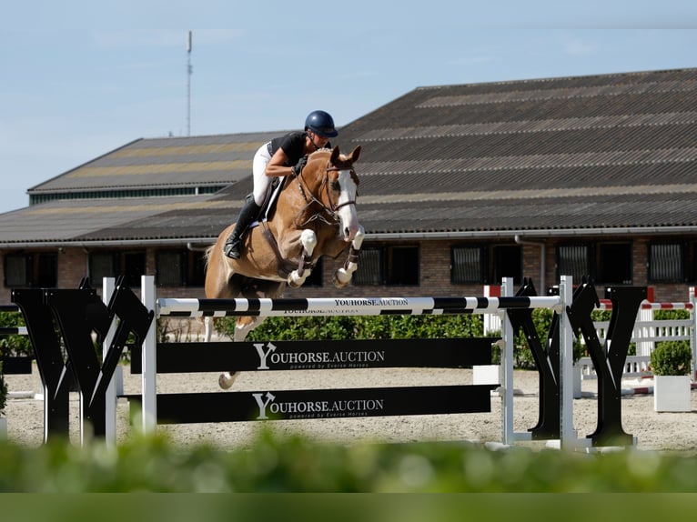 Zangersheide Giumenta 9 Anni 166 cm Sauro in Waddinxveen