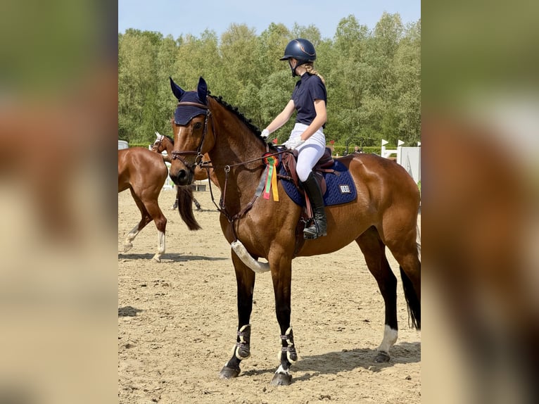 Zangersheide Giumenta 9 Anni 167 cm Baio in Dortmund