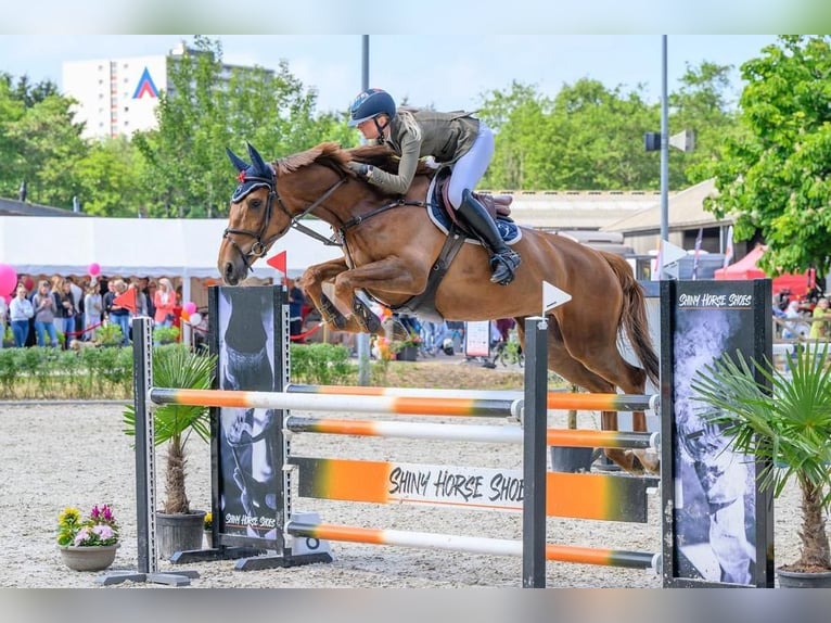 Zangersheide Giumenta 9 Anni 167 cm Sauro scuro in Montpellier
