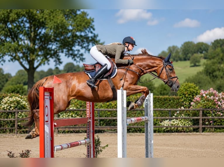 Zangersheide Giumenta 9 Anni 167 cm Sauro scuro in Montpellier