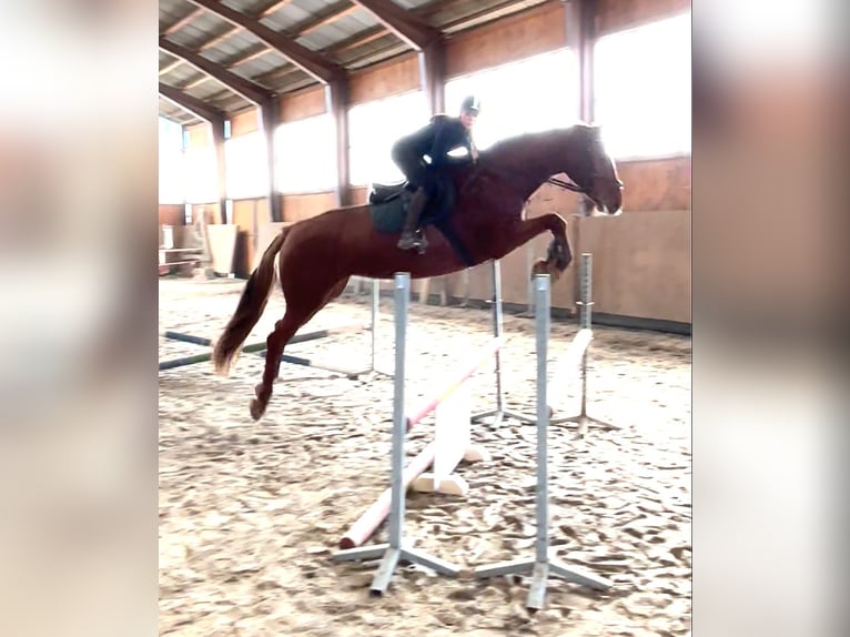 Zangersheide Giumenta 9 Anni 167 cm Sauro scuro in Prague