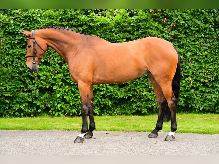 Zangersheide Giumenta 9 Anni 168 cm Baio in Bladel