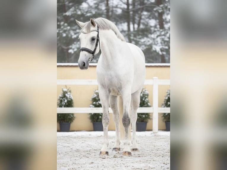 Zangersheide Giumenta 9 Anni 168 cm Grigio in Mor