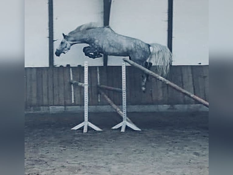 Zangersheide Giumenta 9 Anni 168 cm Grigio in Coburg