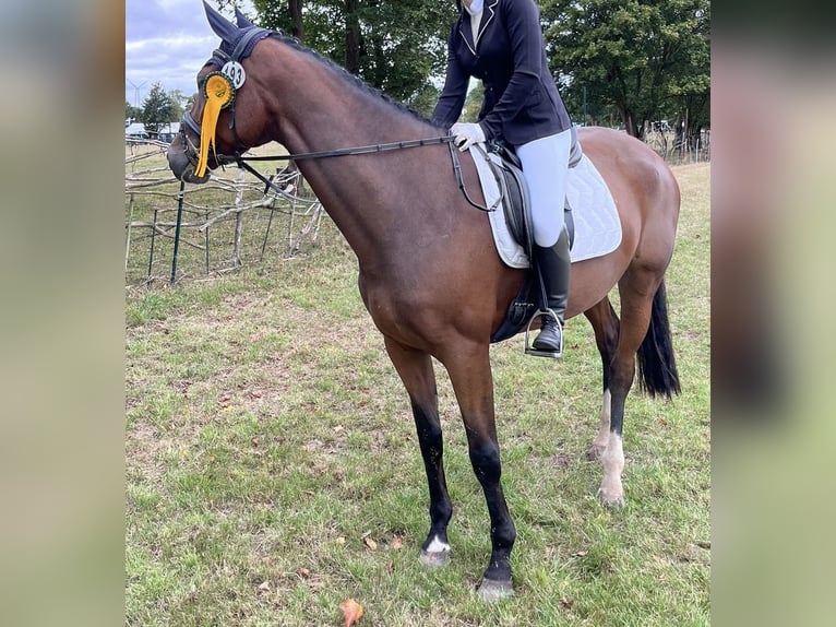 Zangersheide Giumenta 9 Anni 170 cm Baio in Minden