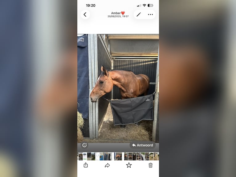 Zangersheide Giumenta 9 Anni 170 cm Baio in Gingelom