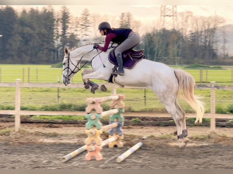 Zangersheide Giumenta 9 Anni 170 cm Grigio in Schlins