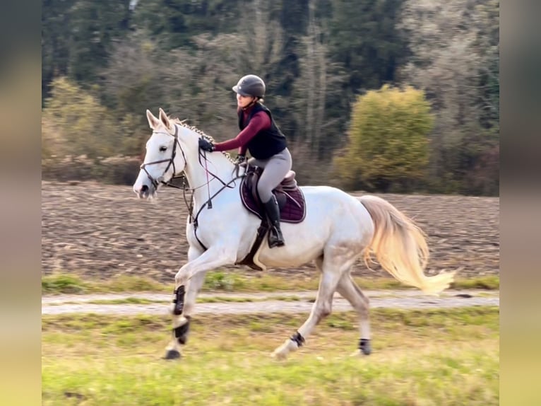 Zangersheide Giumenta 9 Anni 170 cm Grigio in Schlins