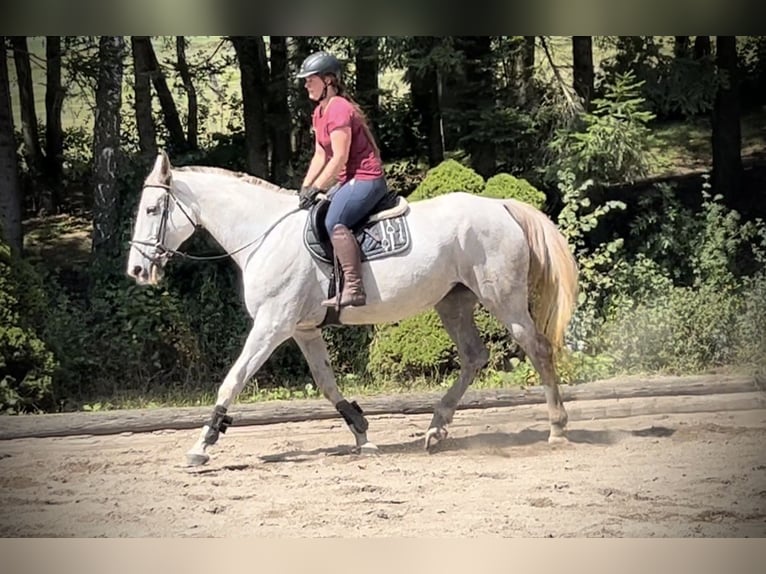 Zangersheide Giumenta 9 Anni 170 cm Grigio in Pelmberg