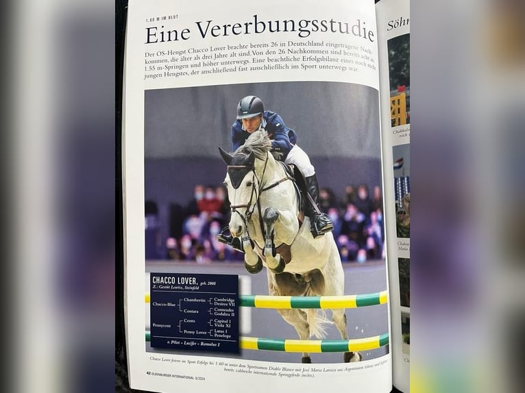 Zangersheide Giumenta 9 Anni 172 cm Baio in Delbrück