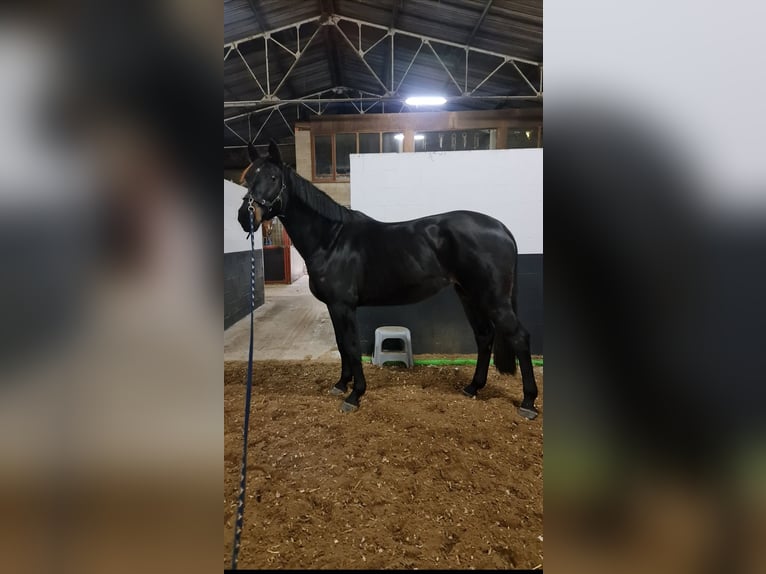 Zangersheide Giumenta 9 Anni 172 cm Morello in Maasmechelen