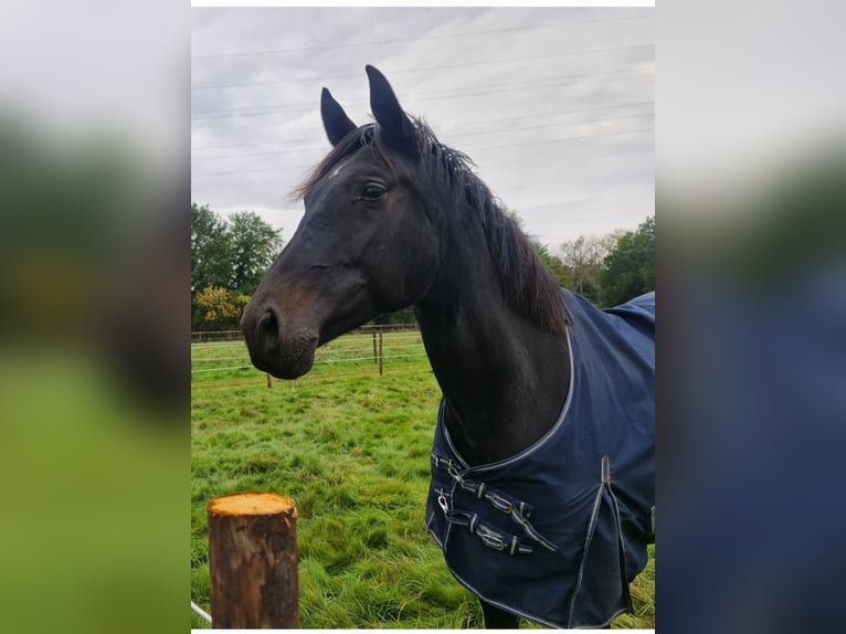 Zangersheide Giumenta 9 Anni 172 cm Morello in Maasmechelen