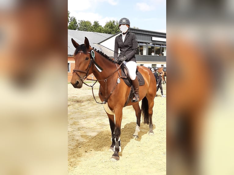 Zangersheide Giumenta 9 Anni 175 cm Baio in Sonsbeck