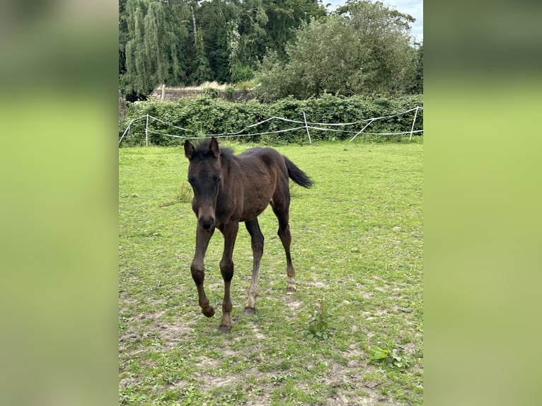 Zangersheide Giumenta Puledri (04/2024) 130 cm Baio scuro in Herzogenrath