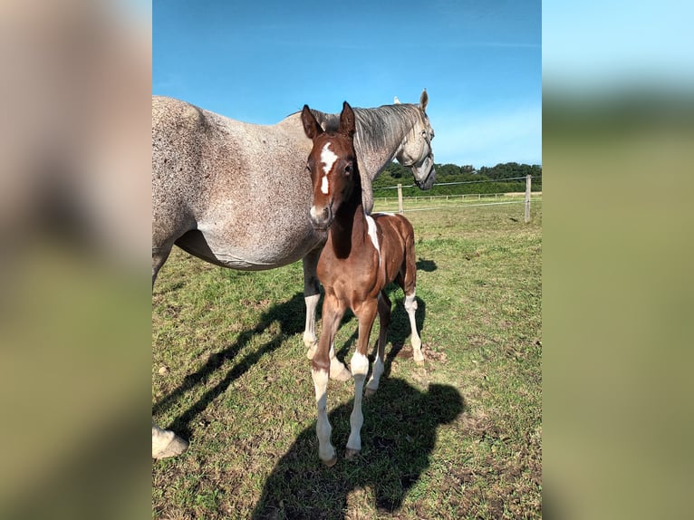 Zangersheide Giumenta Puledri
 (02/2024) 165 cm Può diventare grigio in DAMPIERRE