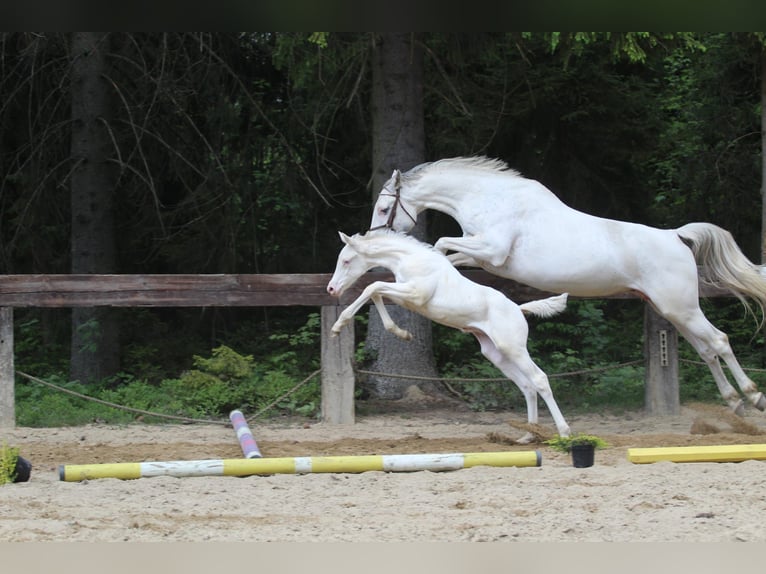 Zangersheide Giumenta Puledri
 (04/2024) 168 cm Bianco in Gronków