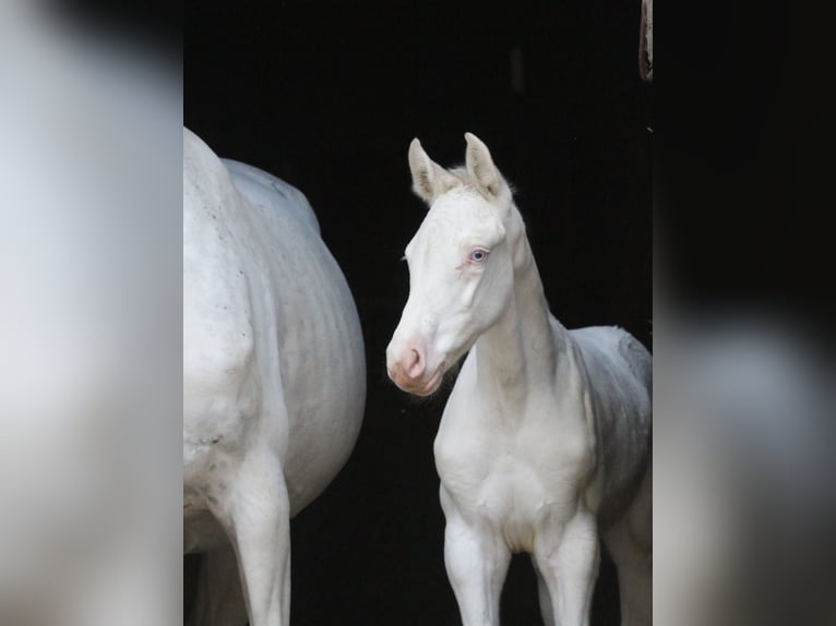 Zangersheide Giumenta Puledri
 (04/2024) 168 cm Bianco in Gronków