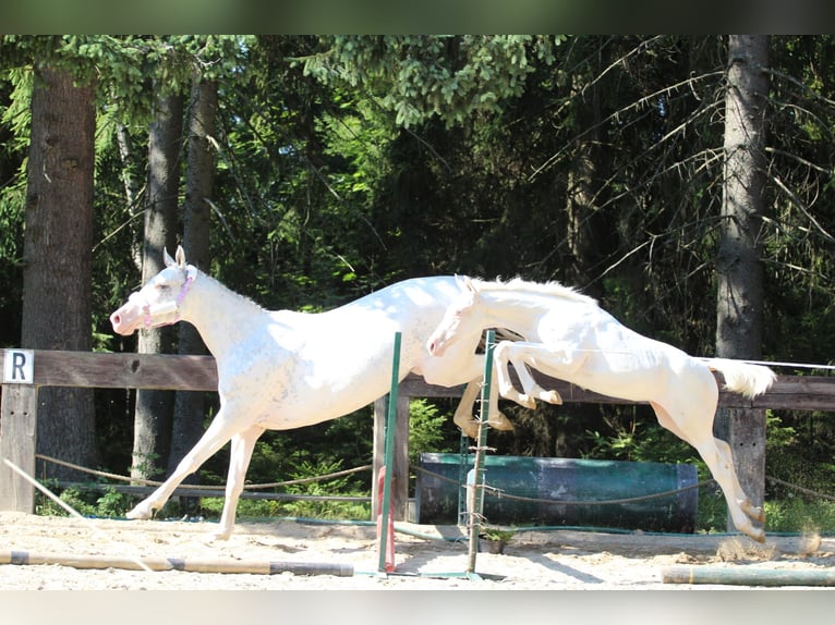 Zangersheide Giumenta Puledri
 (04/2024) 168 cm Bianco in Gronków