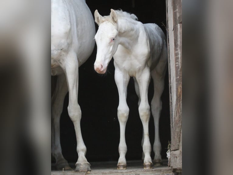 Zangersheide Giumenta Puledri
 (04/2024) 168 cm Bianco in Gronków